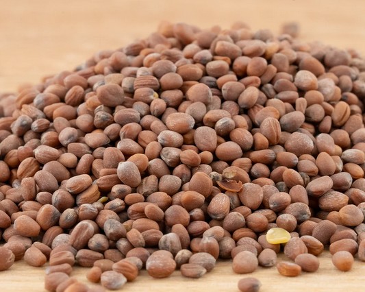 Rucola Bio-Keimsaat 125 gr.