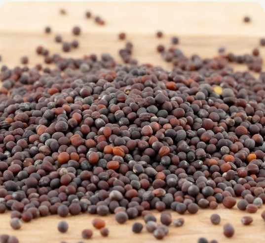 Brokkoli Bio-Keimsaat 100 gr.